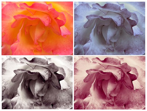 versatile | by danaklick