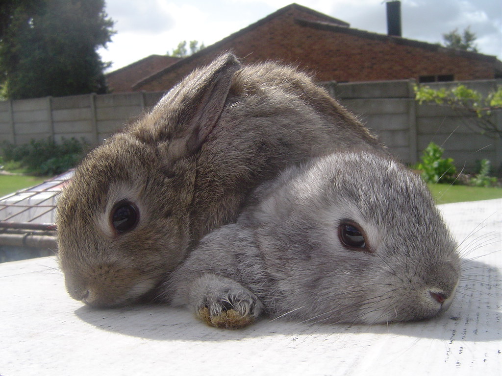 pile o bunny - a photo on Flickriver