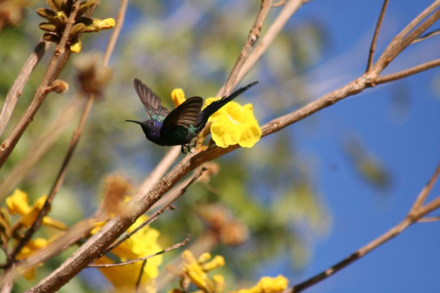 O vôo do Beija-flor Tesoura - The swallow-tailed hummingbird's flight 060 - 10