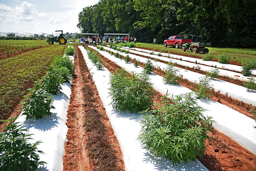 Law enforcement officials take a tour of industrial hemp growing at the Piedmont Research Station outside Salisbury.