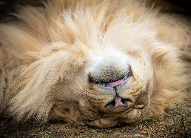 Male Lion (Panthera leo) sleeping upside down
