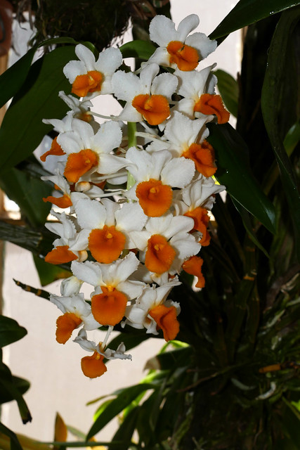 Dendrobium thyrsiflorum species orchid