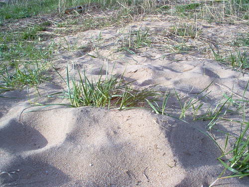 grass outdoor sand dunes ground riverbank missouri bennettspring statepark ozarks silt 2005 nature lacledecounty dallascounty