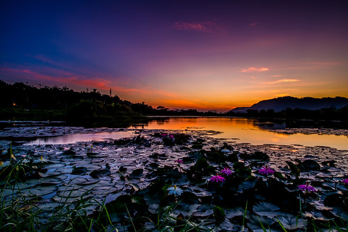 大嵙崁生態公園 荷花 晨曦 日出 d850 1424mm 天空 風景 自然 水塘 倒影 sunrise lotus