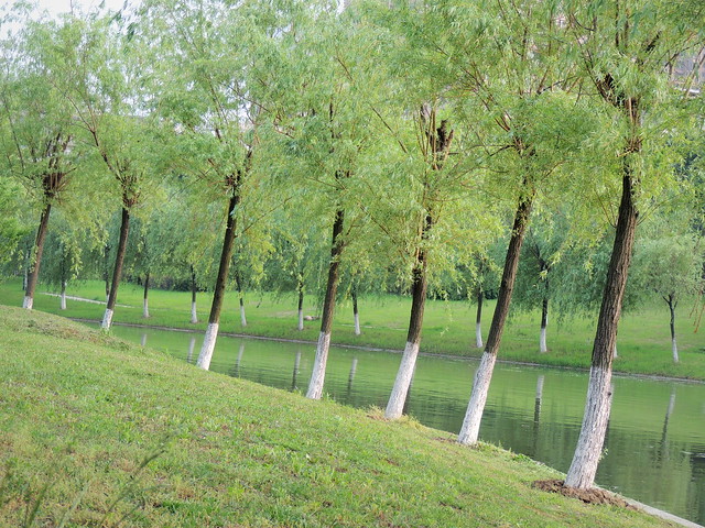 Green willow tree lineup at park riverside - Hefei, China