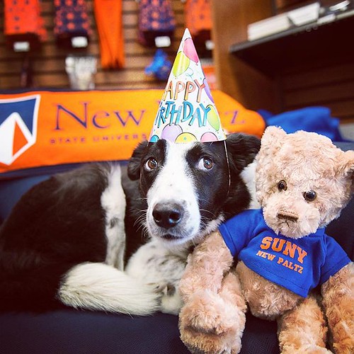 Everybody knows Augie, the official SUNY New Paltz goose-herding border collie, but did you know that Augie's birthday is TODAY?!! Be sure to give him some extra love if you see him around campus this week! #npsocial #newpaltz #sunynewpaltz #dogsofinstagr