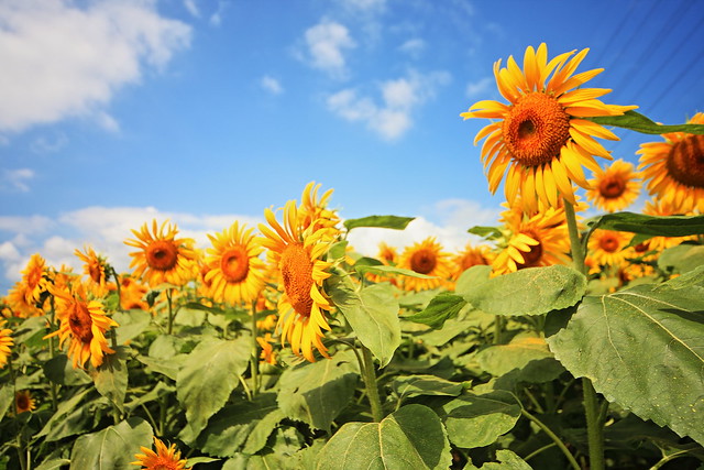 Sunflower field, Iwamoto Mountain