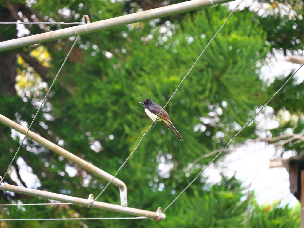 Wilie Wagtail on clothes line