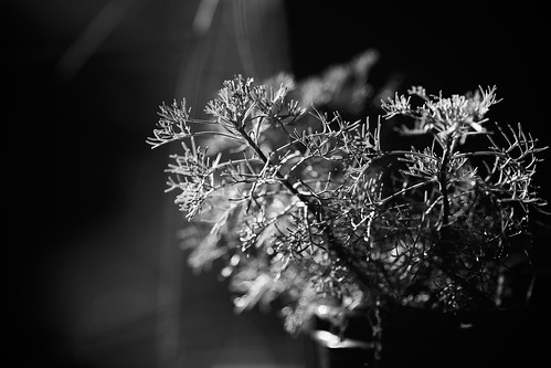 Delicate | by VirtualWolf