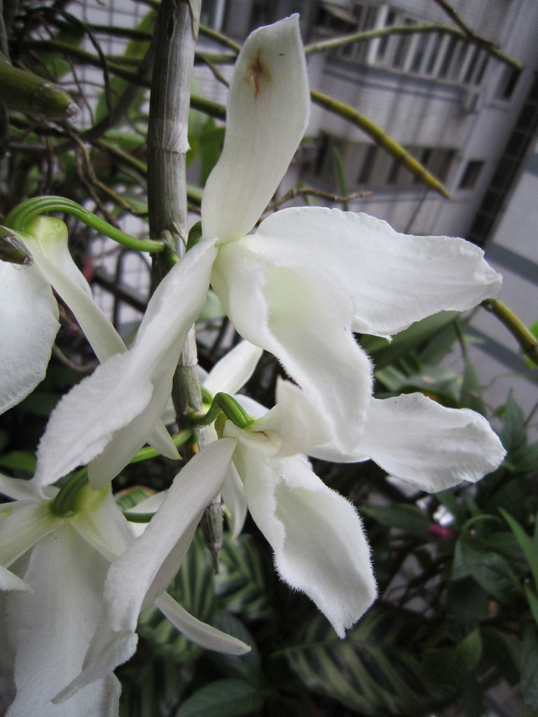 Kết quả hình ảnh cho Dendrobium anosmum var. alba