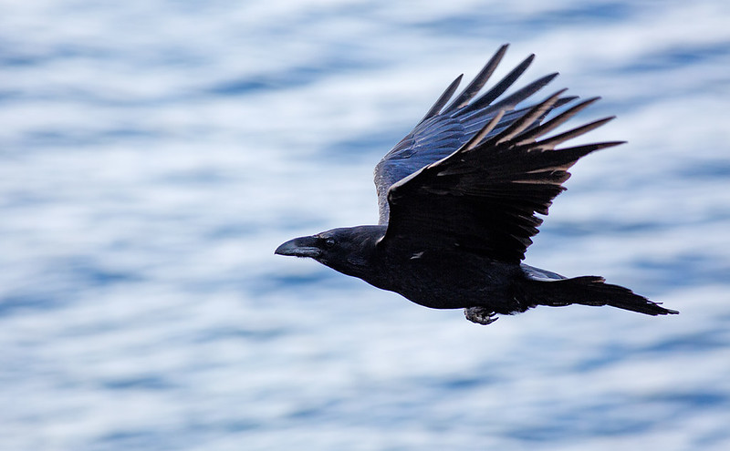 Raven - black birds are REALLY difficult to expose correctly