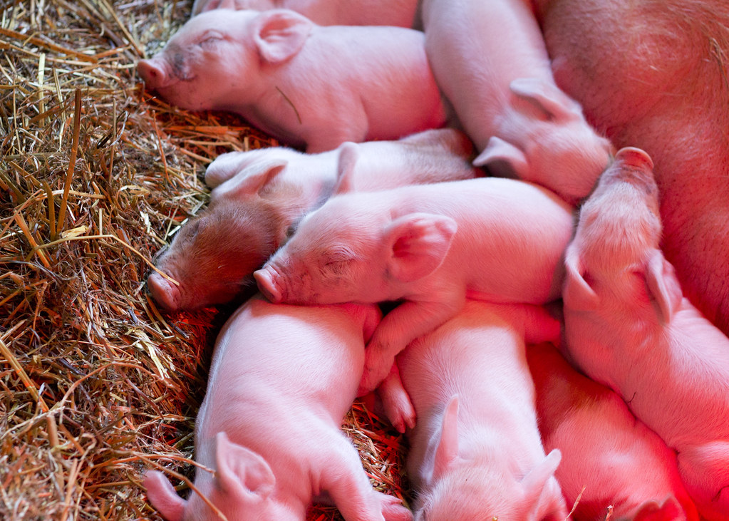 piggys2