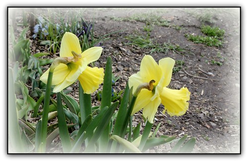 Narcissus - les narcisses horticoles - Page 4 8682172013_89b6260db0