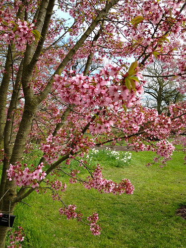 Kew cherry blossom - Prunus Sargentii | by Fran Pickering