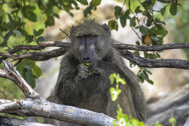 Baboon - Kruger National Park