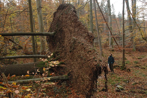 Tue, 10/09/2007 - 12:16 - Zofin- small scale distrubed part of reserve after windstorm Kyrill in 2007