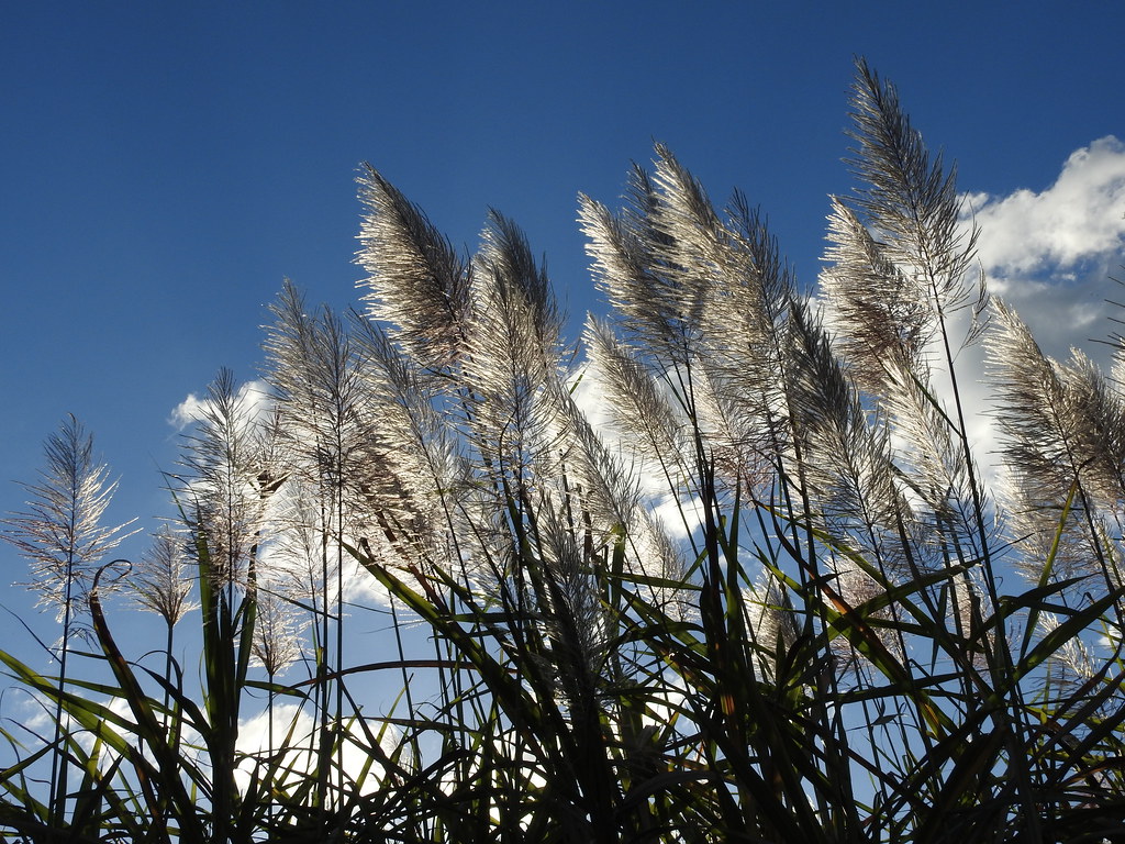 Sugar cane in flower (set of 6)