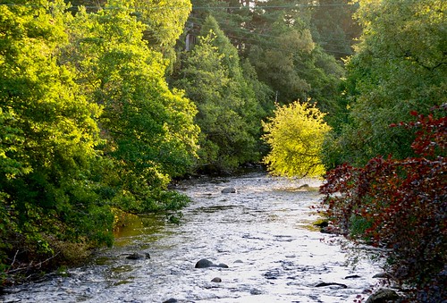 scotland carrbridge cairngorms riverdulnain trees autumncolour landscape waterways cairngormsnationalpark sunrise backlighting countryside rural water green
