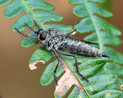 Kite-tailed Robberfly - Machimus atricapillus