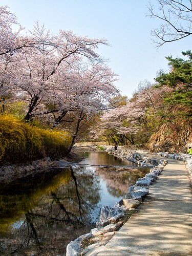 tree water landscape spring asia stream university path korea national seoul cherryblossoms southkorea snu gwanaksan 서울 한국 벚꽃 관악산 나무 봄 서울대