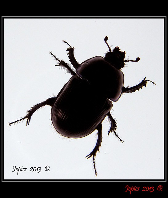 Dor Beetle Or Dumbledor.