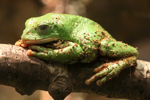 Mexican leaf frog - Nashville Zoo