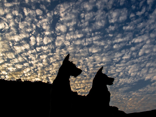 sunset sky dog animal silhouette clouds sonnenuntergang dusk himmel wolken vietnam hund tier canonpowershotg10