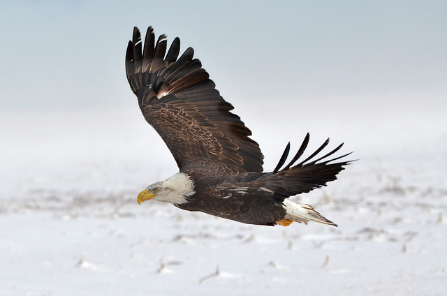 Bald Eagle Over The Tundra