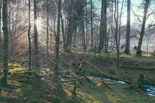 Barnsoul Forest