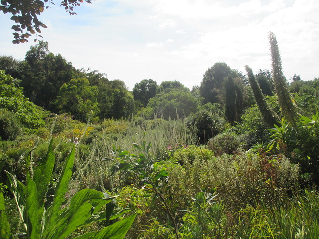 Botanic gardens, Ventnor, Isle of Wight.