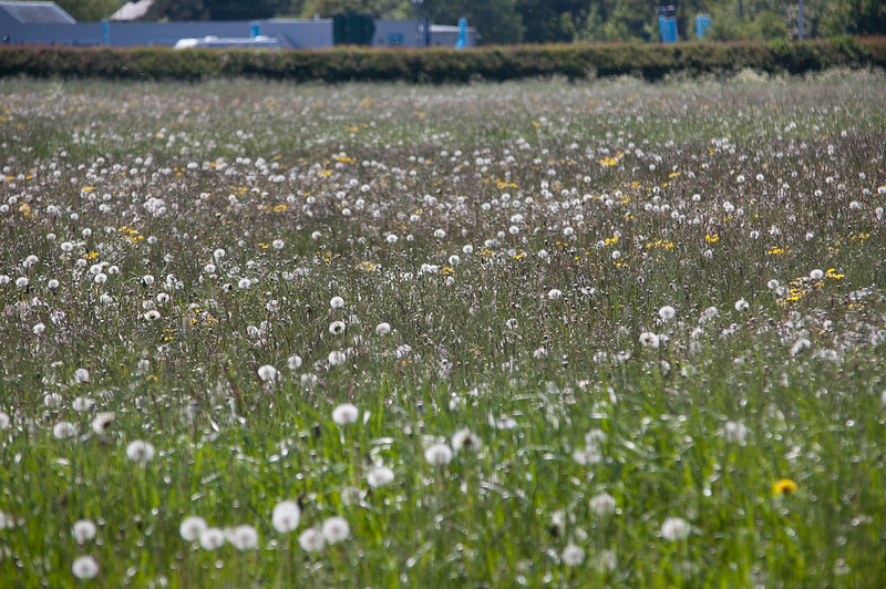 Field of ripening dandelions