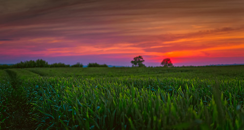 british red goldenhour footpath season warwickshire landscape farming nature clear english light close beautiful countryside beauty cotswold colourful hillside dof sundown vivid grass blooming sky d7100 trees leaves tree silhouette black cloud crop green horizon focus nikon orange wildlife pink crops hour clouds farm sunset golden fields walking sunshine delicate abstract cotswolds big detail dxo lines