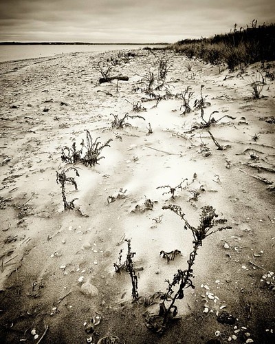 Early fall day on the North Fork of Long Island, at Orient Beach State Park. Fun adventure, but on the way home, we were bummed that Sunset Beach Hotel was already closed for the season - been trying  by paconavia, instagramapp square squareformat iphoneography uploaded:by=instagram