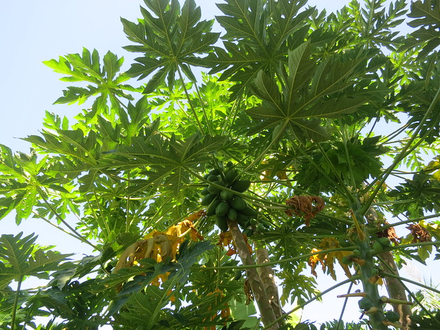 Papaya Canopy