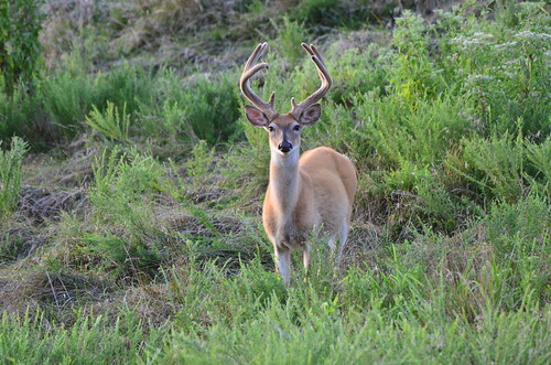 Photo of deer in a field