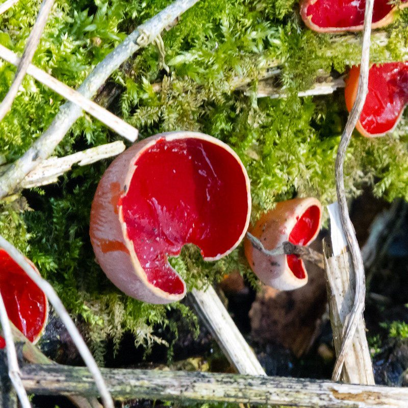 Scarlet elf-cups resting in moss