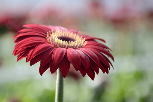 Gerbera [Explored] | Kom in de kas, Klazienaveen 6 en 7 apri… | Rene ...