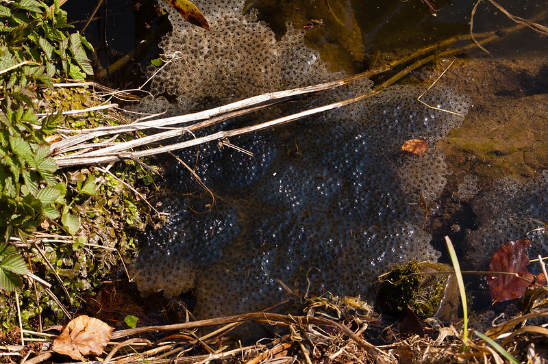 Frogspawn, Wightwick Manor