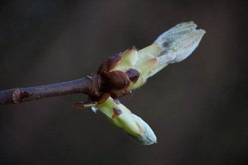 Horse chestnut leaf opening