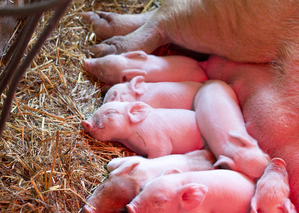 piggys