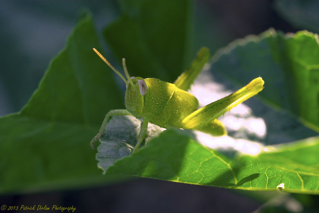Very green grasshopper