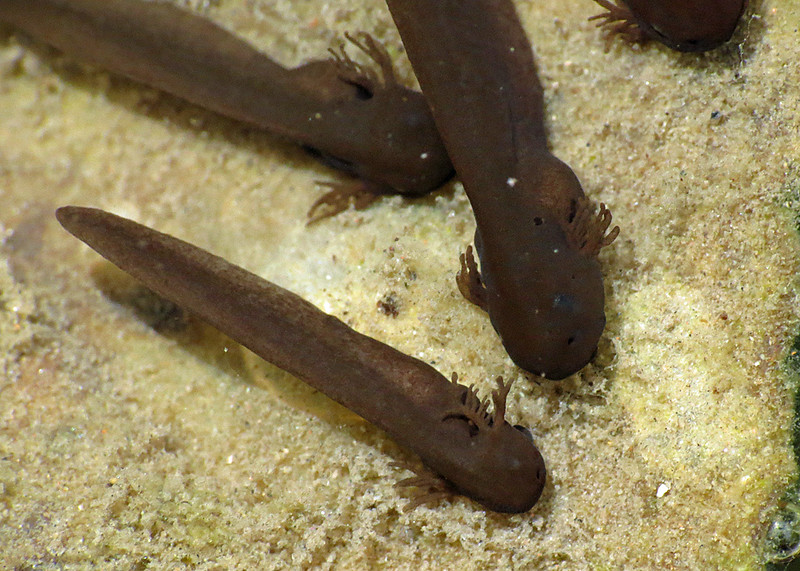 Common Frog larvae - Rana temporaria