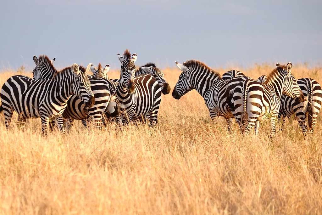 zebras | Masaai Mara National Reserve | susanjanegolding | Flickr