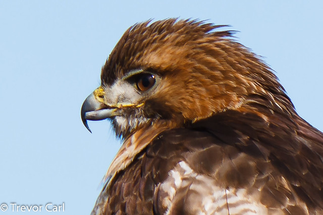 Red-Tailed Hawk | Mississauga, ON | YYZ