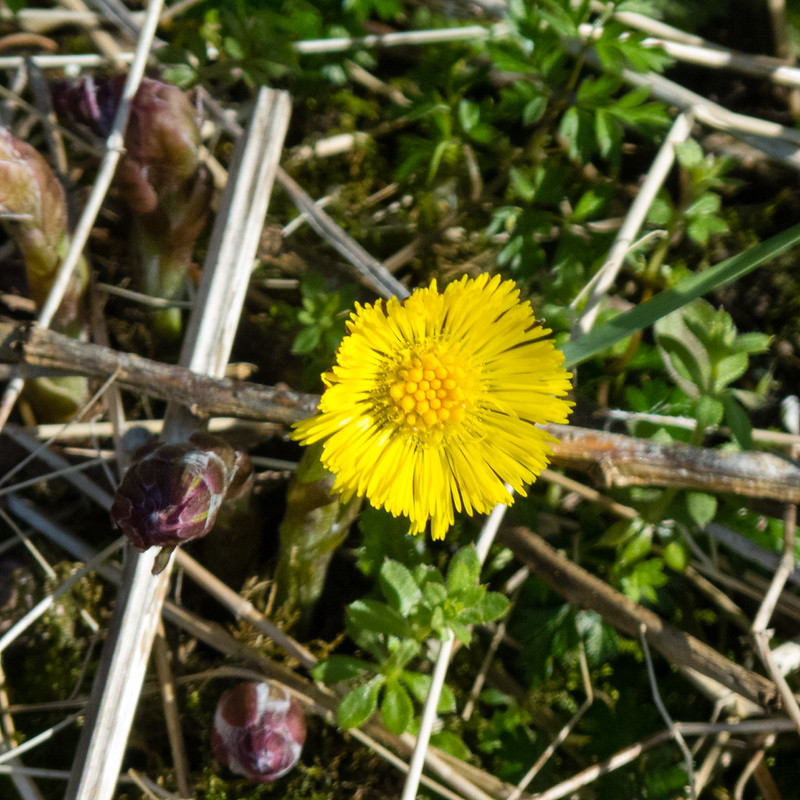 Coltsfoot opening