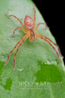 Huntsman Spider (cf. Gnathopalystes sp.) - DSC_0721