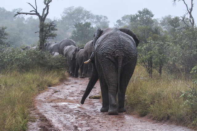Elephants - Karongwe