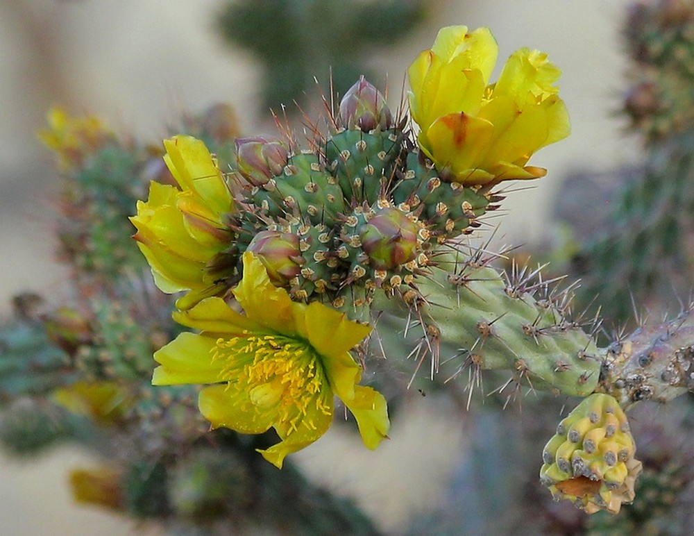 Blossoms of Staghorn Cholla Cactus  (Opuntia versicolor Engelmann), currently enlivening the desert.
