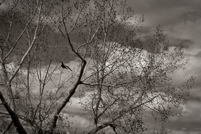 Crows amid the branches