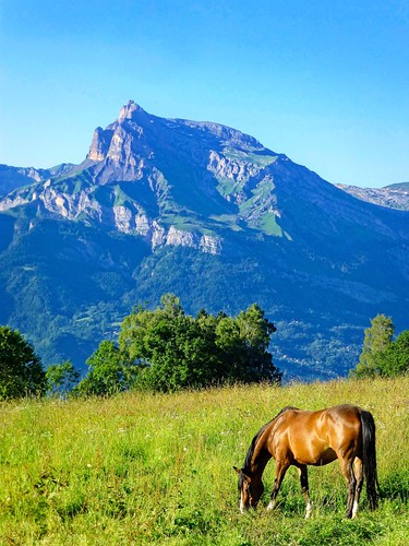 mountain landscape alpine horse animal